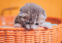 宠物热潮席卷欧美：探秘宠物经济的蓬勃发展与增长动力